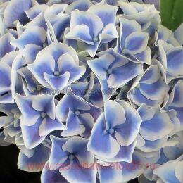   &quot;Saxon&#174; Candy Heart Blue 