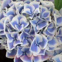   "Saxon Candy Heart Blue 77