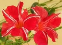  Sundaville Classic 	Red Star 6