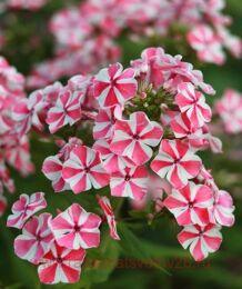   Pepperrmint Twist 49