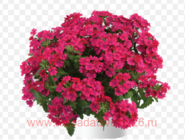  Vanessa neon pink 33