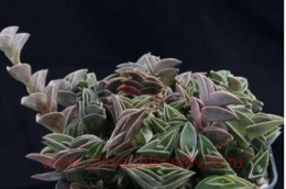 ������������ ����������� (�����������) 4