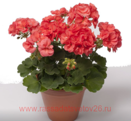 ���������� QUALITY LINE PAC� STEFANIE 43