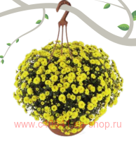   Skyfall&#174; Yellow 72