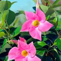  Diamantina Jade Rose 12