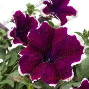  Tea Purple White Edge 115