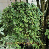   &quot;Appalachian Trail&quot; 22