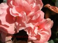  Blue Sky Appleblossom 66