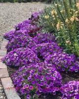  Mini Vista Violet 23