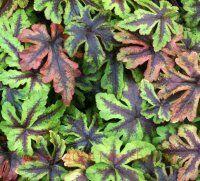    (Jeepers Creepers) 44