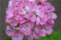 ���������� ��������������� ERAs Silva 0