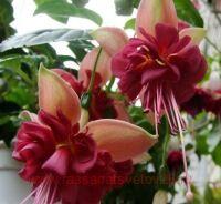  Charm of Chelmford 9