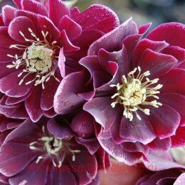  (Helleborus) Double Red White Edge 20