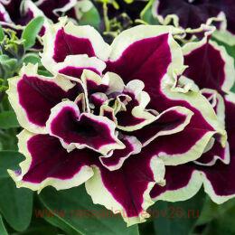  Tumbelina Superstar 128