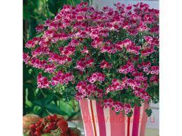   Angeleyes Amarillo Burgundy 35