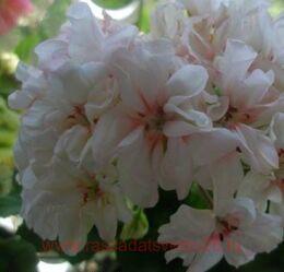 ���������� potter heigham