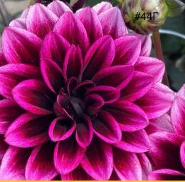 �������� Dalaya Meena Amal 36