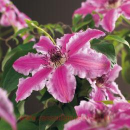 �������� Capitaine Thuilleaux 27