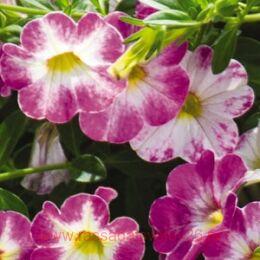  Chameleon Pink Sorbet 65