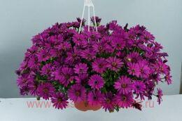   PlaisirPlaisir Purple 101