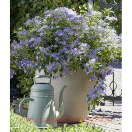      (French Bolero Blue) 135