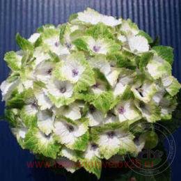     /  (Magical Noblesse / Hokomano) 131