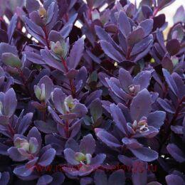  () Sunsparkler Plum Dazzled 60