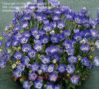  Campanula Samantha 11