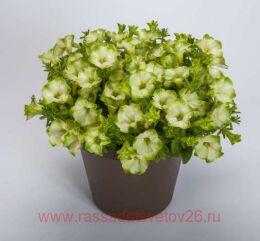  RAY Pistachio Cream 76-1