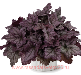  Purple Rain Forest Improved 118