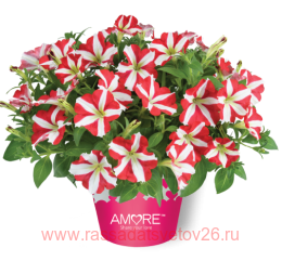  more king of hearts new 73