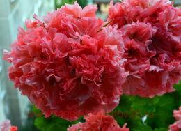 ���������� �������� ���� ������ 0