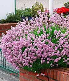 ������� Rosea 4
