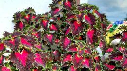   TRAILING STRAWBERRY 105