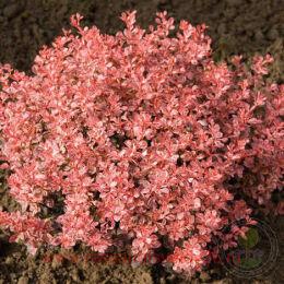 �������� �������� 'Inspiration'� 10