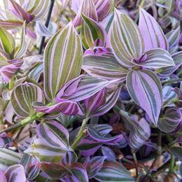  Fluminensis Lilac 22