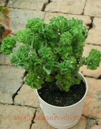 ���������� �������� p. Graveolens cv Bontrosai 13