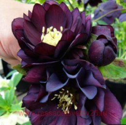  Double Ellen&#174; Purple 1