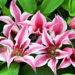  'Duchess of Albany' (  ) 56