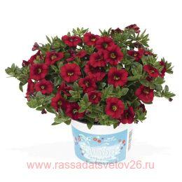  Aloha Kona Dark Red 72