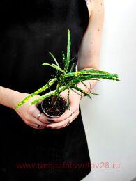 ������� Codiaeum Pictum 24