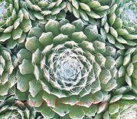   &quot;SPIDER&quot; 2