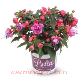 ������ Bella Fuchsia &ELLA 3