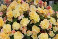   Sweetspice Citrus 22