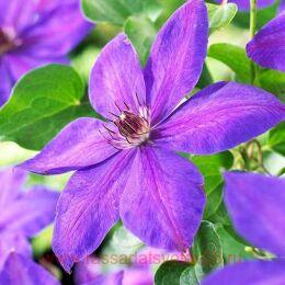 �������� Xerxes 61