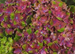   Glossy Lips Purple 91