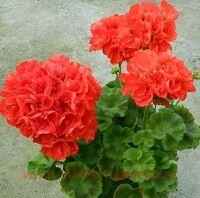 ���������� �������� Ainsdale Duke 0