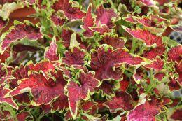  Curly Bronze Pink 31