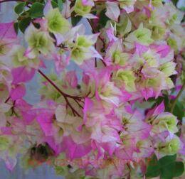  Limberlost Beauty 15