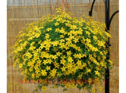 ������ Yellow Pearl 